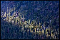 Forest on Cedar Grove valley walls. Kings Canyon National Park, California, USA. (color)