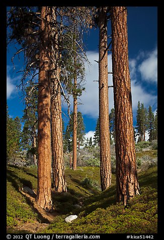 Ponderosa pine trees and sky, Hotel Creek. Kings Canyon National Park, California, USA.
