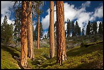 Group of Ponderosa pines and sky. Kings Canyon National Park ( color)