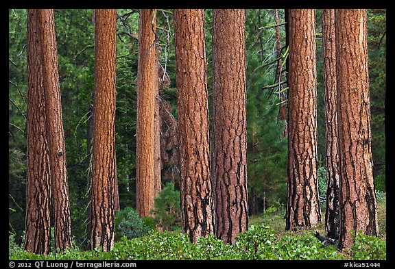 Textured trunks of Ponderosa pines. Kings Canyon National Park (color)