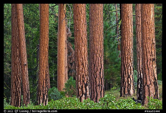 Textured trunks of Ponderosa pines. Kings Canyon National Park, California, USA.