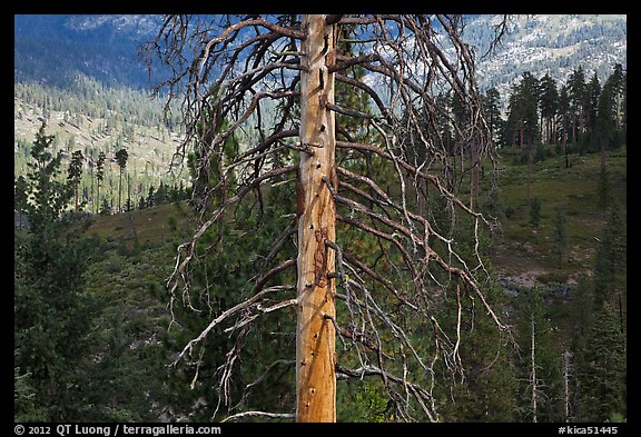 Standing tree skeleton. Kings Canyon National Park (color)