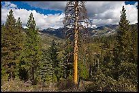 Tall standing dead tree and forest. Kings Canyon National Park ( color)