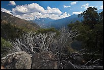 Manzanita branches and Cedar Grove Valley. Kings Canyon National Park, California, USA.