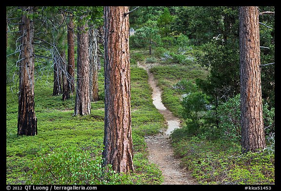 Trail in pine forest. Kings Canyon National Park, California, USA.