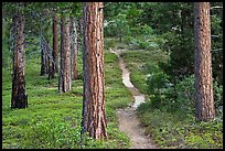 Trail in pine forest. Kings Canyon National Park, California, USA. (color)