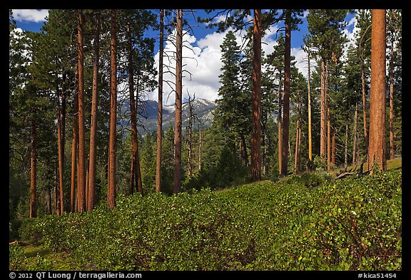 Pine trees and mountains. Kings Canyon National Park (color)