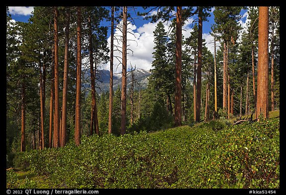 Pine trees and mountains. Kings Canyon National Park, California, USA.