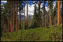 Pine trees and mountains. Kings Canyon National Park ( color)