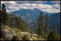 Peaks and trees from Cedar Grove rim. Kings Canyon National Park, California, USA.