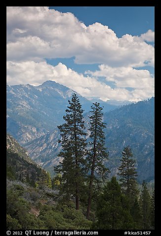 Trees and hazy valley. Kings Canyon National Park, California, USA.