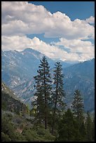 Trees and hazy valley. Kings Canyon National Park, California, USA.