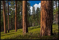 Ponderosa pine forest. Kings Canyon National Park, California, USA. (color)