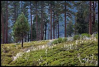 Wildflowers and trees above Lewis Creek. Kings Canyon National Park, California, USA. (color)