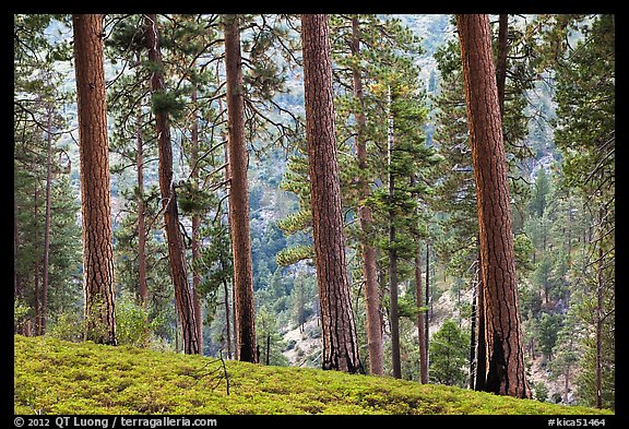 Pine trees, Lewis Creek. Kings Canyon National Park (color)