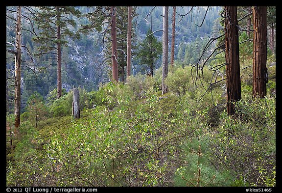 Forest scene, Lewis Creek. Kings Canyon National Park, California, USA.