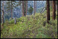 Forest scene, Lewis Creek. Kings Canyon National Park, California, USA. (color)