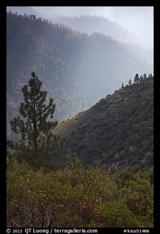 Tree and backlit ridges, Kings Canyon. Kings Canyon National Park, California, USA.