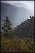 Tree and backlit ridges, Kings Canyon. Kings Canyon National Park, California, USA.