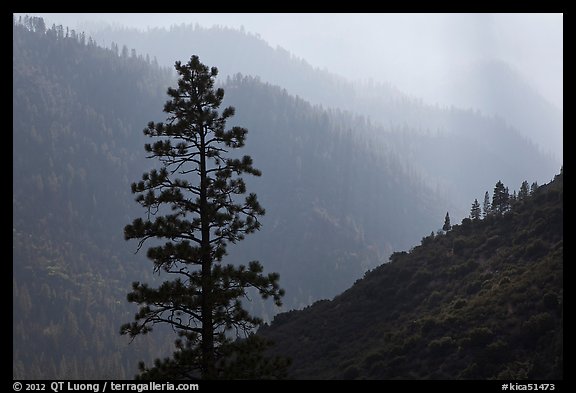 Silhouetted tree and canyon ridges. Kings Canyon National Park, California, USA.
