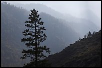 Silhouetted tree and canyon ridges. Kings Canyon National Park, California, USA.