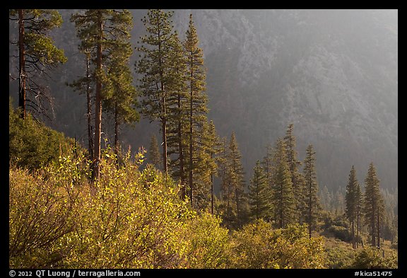 Trees and canyon walls, late afternoon. Kings Canyon National Park, California, USA.