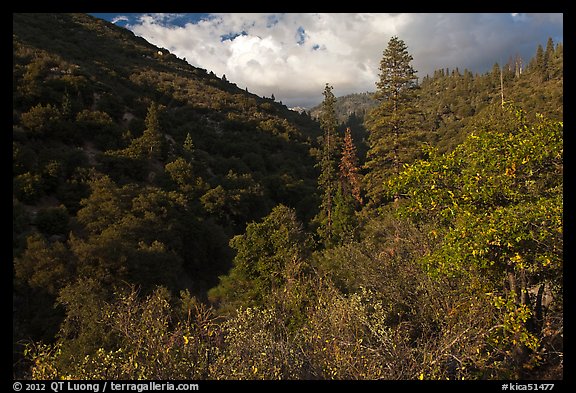 Lewis Creek. Kings Canyon National Park (color)