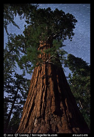 Moonlit sequoia and star trails. Kings Canyon National Park, California, USA.