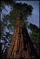 Moonlit sequoia and star trails. Kings Canyon National Park ( color)