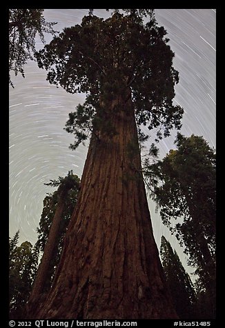 Sequoia and star trails, Grant Grove. Kings Canyon National Park, California, USA.