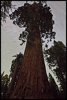 Sequoia and star trails, Grant Grove. Kings Canyon National Park, California, USA. (color)