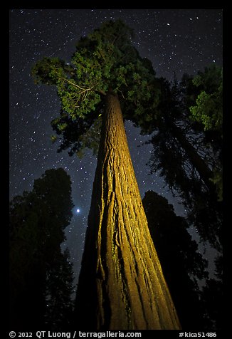 Sequoia tree, planet, stars. Kings Canyon National Park, California, USA.