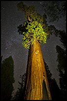 General Grant tree under starry skies. Kings Canyon National Park, California, USA.