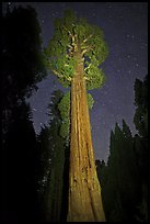 General Grant tree and night sky. Kings Canyon National Park, California, USA. (color)