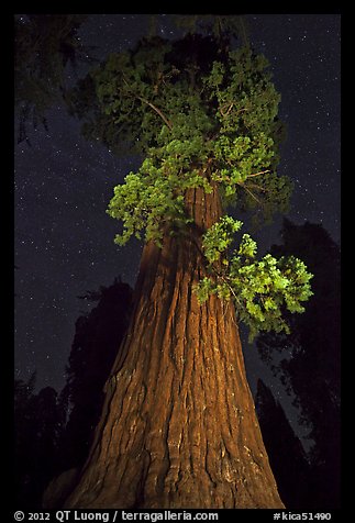 Giant Sequoia tree and night sky. Kings Canyon National Park, California, USA.