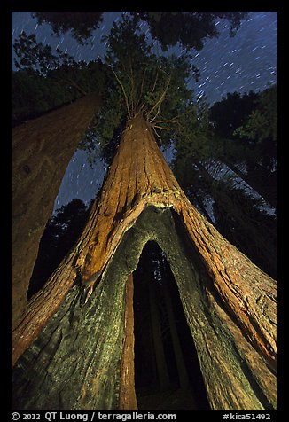 Sequoia tree with opening at base at night, Redwood Canyon. Kings Canyon National Park, California, USA.