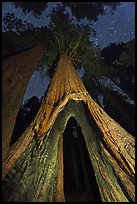 Sequoia tree with opening at base at night, Redwood Canyon. Kings Canyon National Park, California, USA. (color)