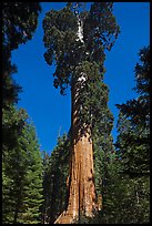 General Grant tree. Kings Canyon National Park, California, USA. (color)