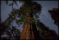 Giant Sequoia moonlit at night. Kings Canyon National Park, California, USA.