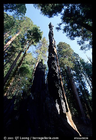 Burned tall tree. Sequoia National Park, California, USA.