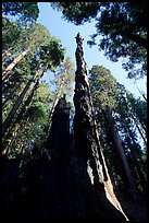 Burned tall tree. Sequoia National Park, California, USA.