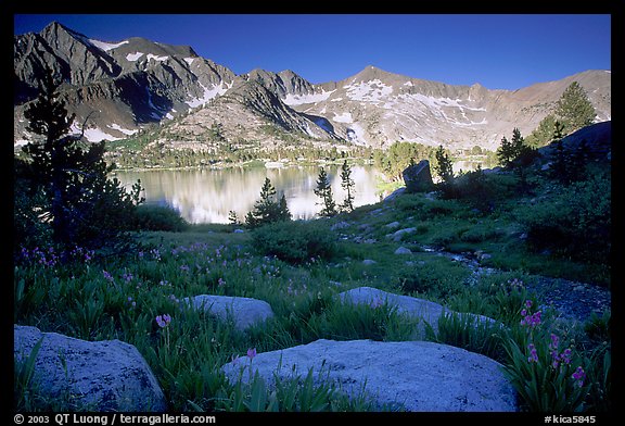 Woods lake and wildflowers, morning. Kings Canyon  National Park, California, USA.