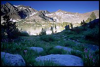 Woods lake and wildflowers, morning. Kings Canyon  National Park, California, USA.