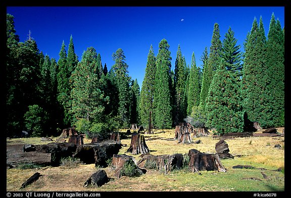 Big sequoia tree stumps. Giant Sequoia National Monument, Sequoia National Forest, California, USA