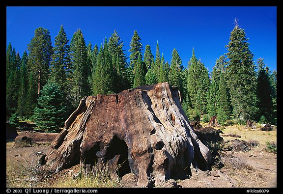 Big sequoia stump. Giant Sequoia National Monument, Sequoia National Forest, California, USA