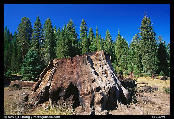 Big sequoia stump,  Giant Sequoia National Monument near Kings Canyon National Park. California, USA