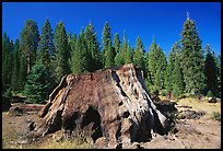 Big sequoia stump. Giant Sequoia National Monument, Sequoia National Forest, California, USA ( color)