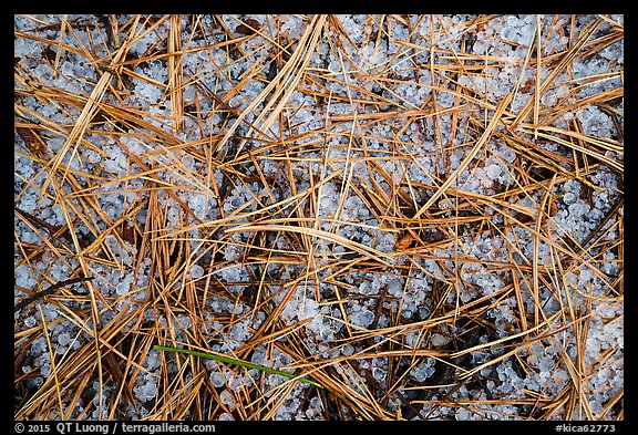 Close-up of fallen sequoia needles over hailstones. Kings Canyon National Park, California, USA.