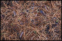 Close-up of fallen needles and chunks of wood. Kings Canyon National Park, California, USA.