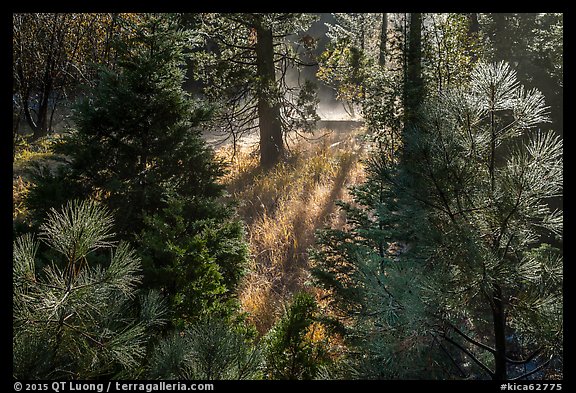 Backlit sapplings bordering meadow. Kings Canyon National Park (color)